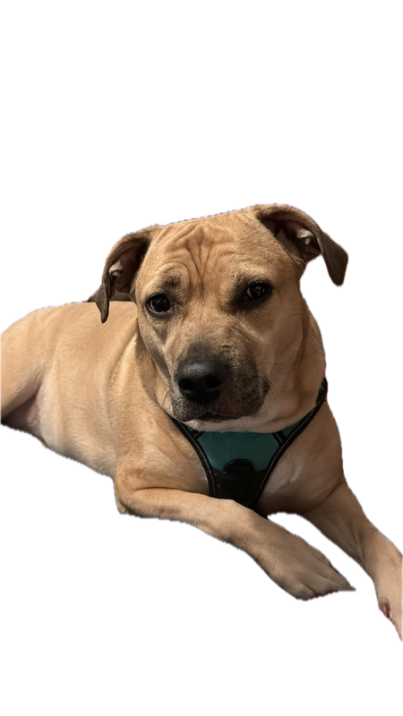 Bella — COO of ArdinGate LLC