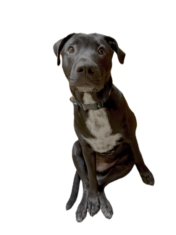 Ember — CFO of ArdinGate LLC