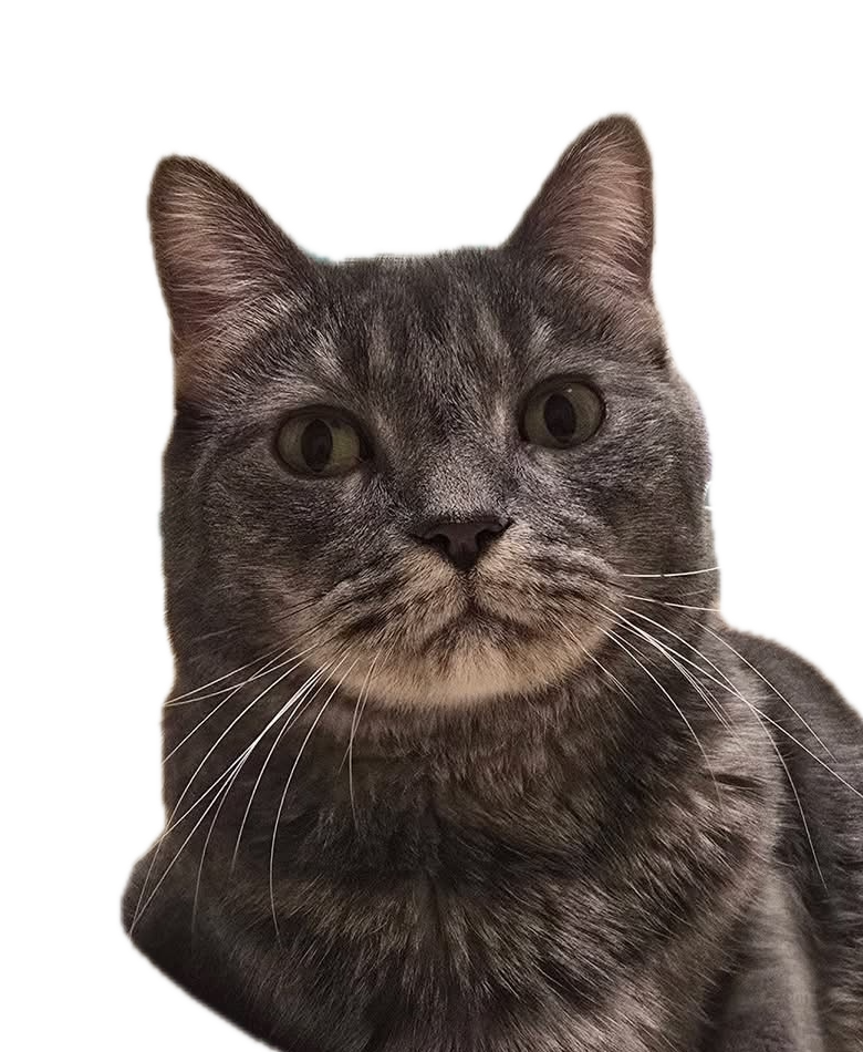 Taco — CTO of ArdinGate LLC